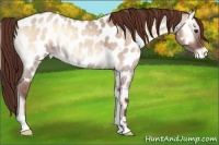 Horse Color:Bay Roan Onyx Near Leopard 