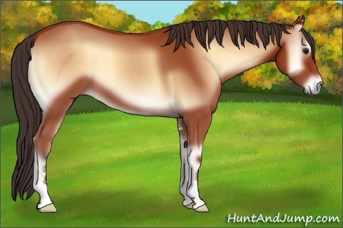 Horse Color:Bay Onyx Sabino 
