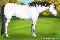 Horse Color:White Spotted Bay Onyx Frame Appaloosa 