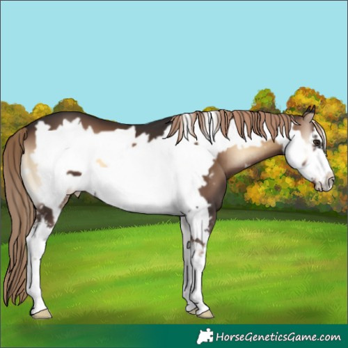 Horse Color:Liver Red Onyx Sabino Frame
