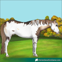 Horse Color:Liver Red Onyx Sabino Frame 