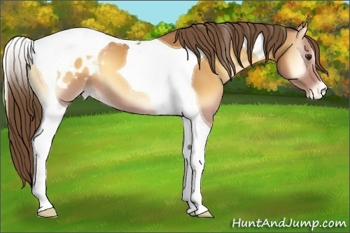 Horse Color:Buckskin Onyx Tobiano Blanket 