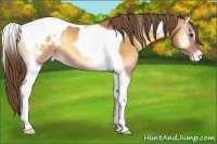 Horse Color:Buckskin Onyx Tobiano Appaloosa