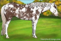 Horse Color:Liver Chestnut Sabino Rabicano 