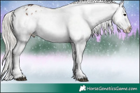 Horse Color:Silver Black Appaloosa 