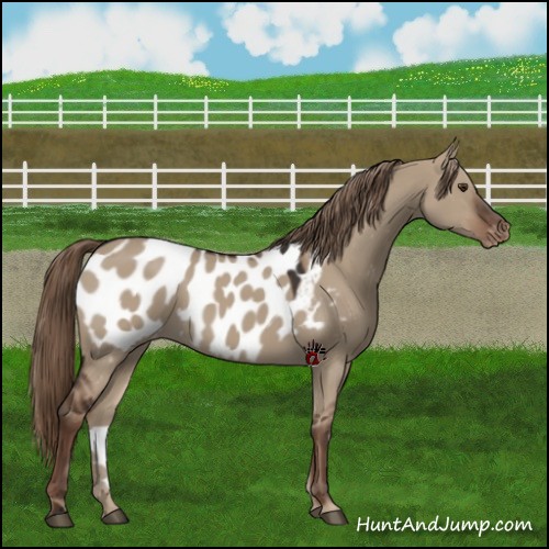 Horse Color:Liver Red Dun Near Leopard