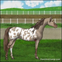 Horse Color:Liver Red Dun Appaloosa