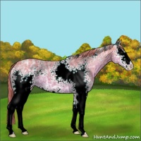 Horse Color:Watercolor White Spotted Chestnut Ice