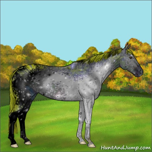 Horse Color:ERROR: UNKNOWN ANOMALY