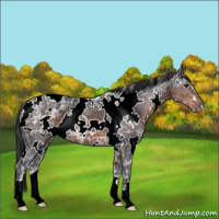 Horse Color:White Spotted Brown Ice