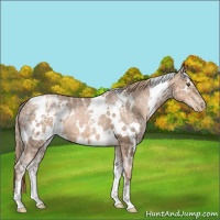 Horse Color:White Spotted Liver Chestnut Ice Pearl 