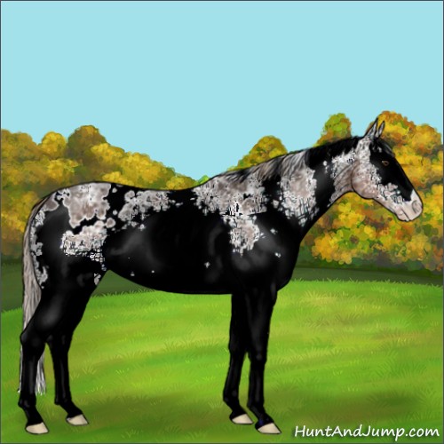 Horse Color:White Spotted Liver Chestnut Ice