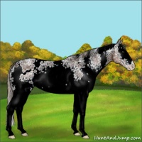 Horse Color:White Spotted Liver Chestnut Ice