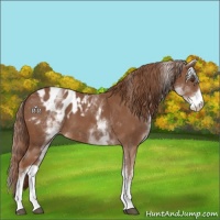 Horse Color:White Spotted Chestnut Tobiano Appaloosa 