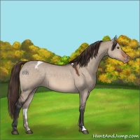 Horse Color:Brown Dun Mushroom Appaloosa
