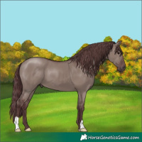 Horse Color:Chocolate Grullo 