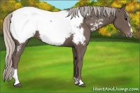 Horse Color:Silver Black Sabino Appaloosa