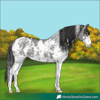 Horse Color:White Spotted Grullo Sabino 