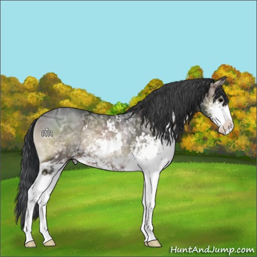 Horse Color:Blue Onyx Ice Sabino Rabicano