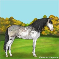 Horse Color:Blue Onyx Ice Sabino Rabicano