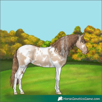 Horse Color:White Spotted Grullo Pearl Tobiano 