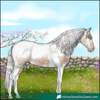 Horse Color:White Spotted Silver Brown Dun Tobiano Blanket Rabicano 