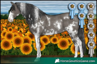 Horse Color:White Spotted Grullo Sabino Rabicano