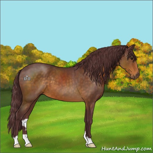 Horse Color:Chocolate Buckskin 