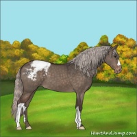 Horse Color:Silver Brown Dun Appaloosa 