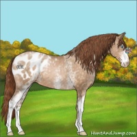 Horse Color:White Spotted Buckskin Pearl Appaloosa 