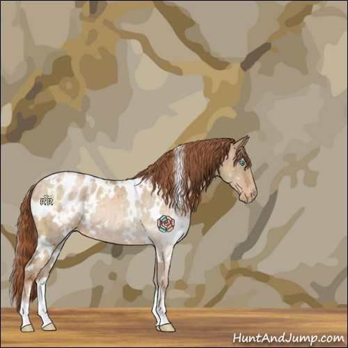Horse Color:White Spotted Chocolate Buckskin Pearl Appaloosa 