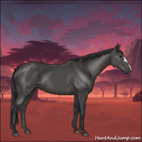 Horse Color:Black 