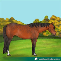 Horse Color:Bay Sabino Rabicano 