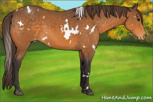 Horse Color:White Spotted Buckskin Sabino Varnish 