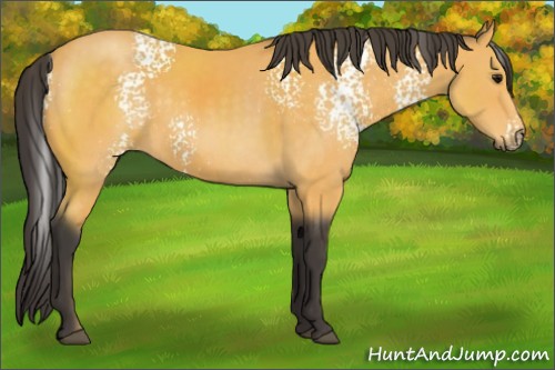 Horse Color:White Spotted Buckskin 