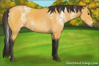 Horse Color:White Spotted Buckskin