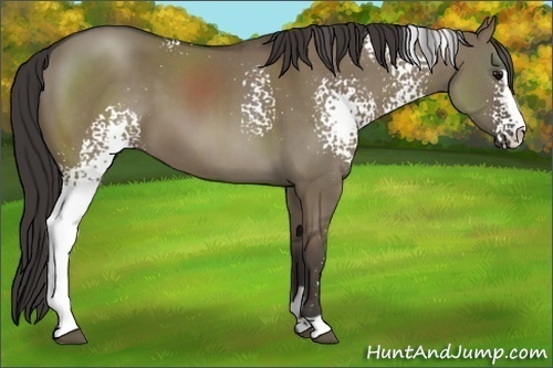 Horse Color:White Spotted Smoky Grullo Sabino
