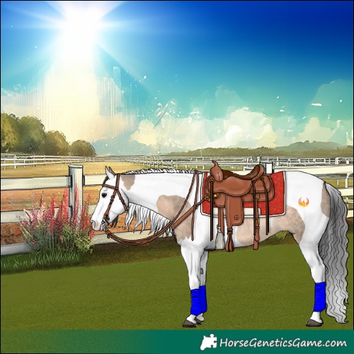 Horse Color:Brown Dun Splash Tobiano Rabicano 