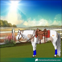 Horse Color:Brown Dun Splash Tobiano Rabicano