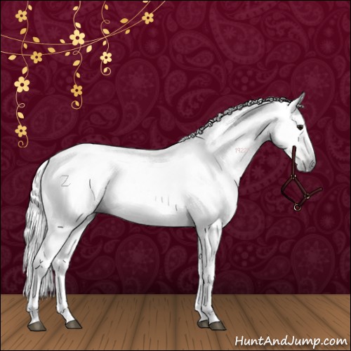 Horse Color:Gray White Spotted Bay 