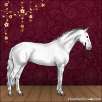 Horse Color:Gray White Spotted Bay 