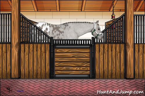Horse Color:Grullo Appaloosa 