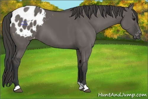 Horse Color:Grullo Appaloosa 