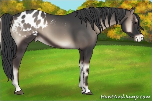 Horse Color:Blue Onyx Appaloosa 