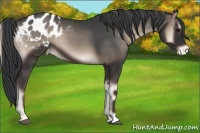 Horse Color:Blue Onyx Appaloosa 