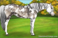 Horse Color:Blue Onyx Sabino 