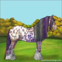 Horse Color:Plaid Bay Tobiano Appaloosa Rabicano