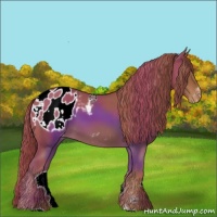 Horse Color:Chestnut Sabino Blanket Rabicano 