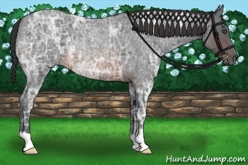 Horse Color:Brown Ice Roan Rabicano