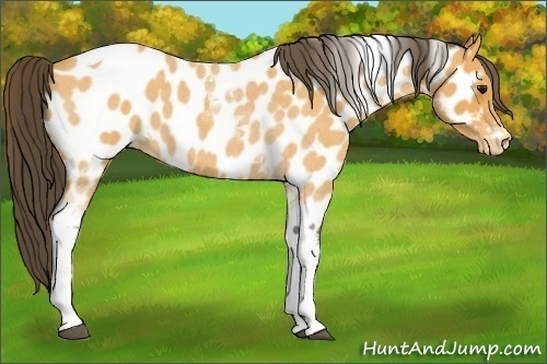 Horse Color:Buckskin Roan Tobiano Near Leopard 